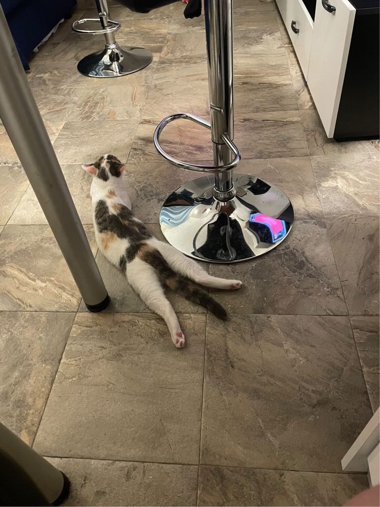 Давам домашна котка на отговорен човек