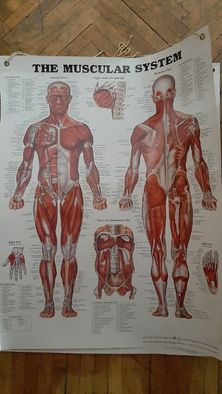 Plansa sistemul muscular, neuronal,s cheletic, Colectia Corpul omenesc