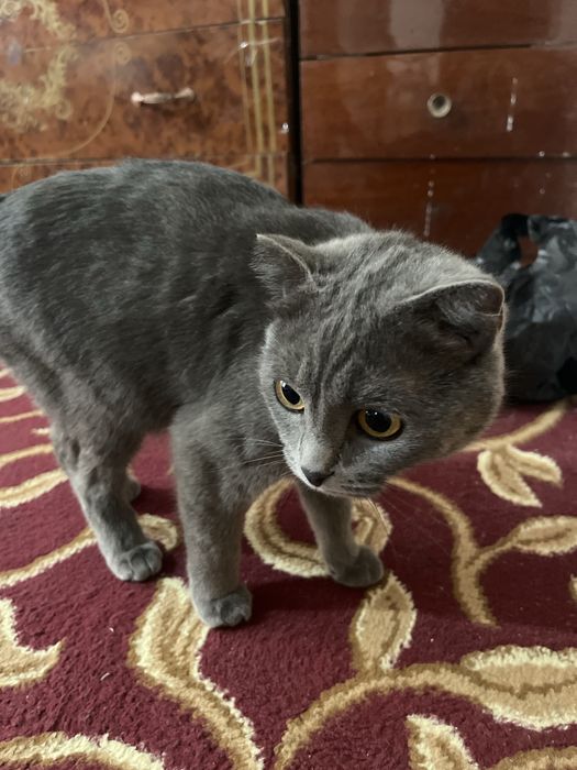 Scotish fold zotli mushuk