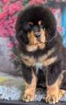 Pui Tibetan Mastiff