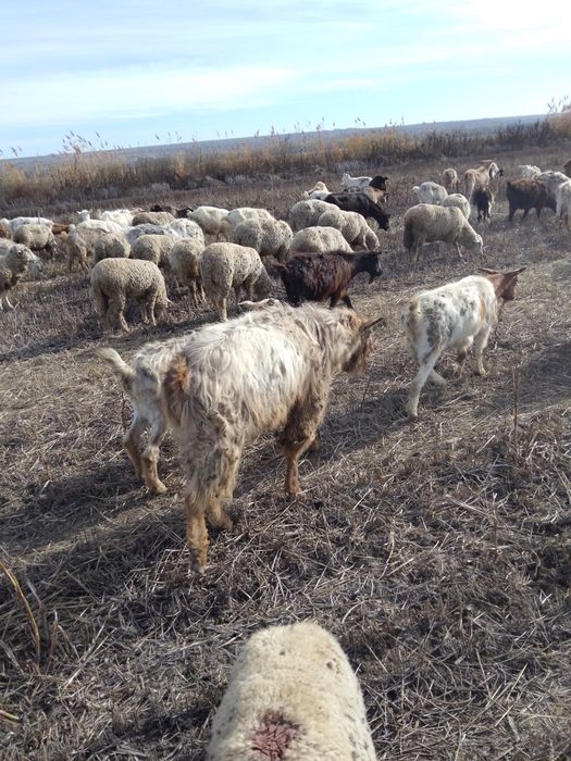 oi și capre  doar toate