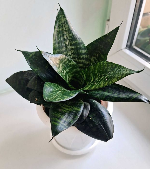 Цветок Сансевиерия (тещин язык)