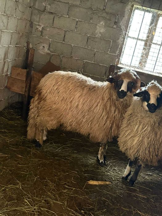 Vand berbecut din primavara