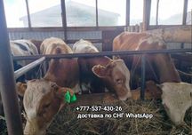 Телята бычки продажа телят