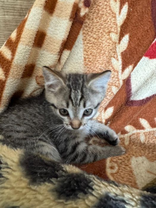Срочно отдам котенка!!