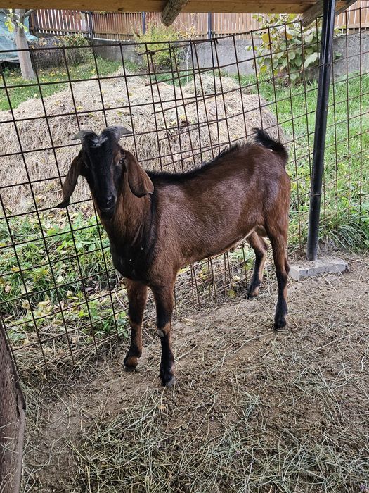 Vând țap Anglo-nubian, vârsta: 1 an