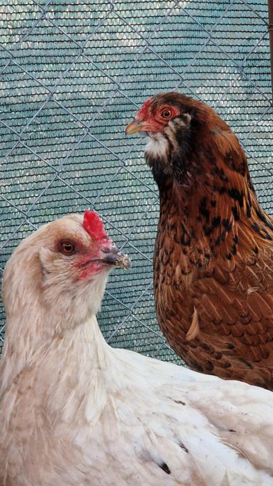 Araucana,ameraucana