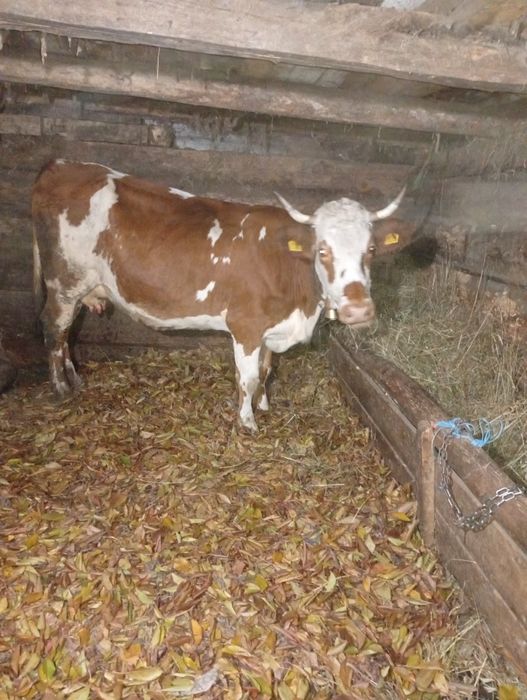 Vând vaci de cinci ani.