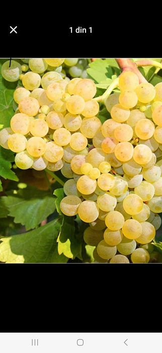 Struguri de vin Productie 2025