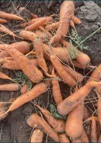 Продам морковь на корм