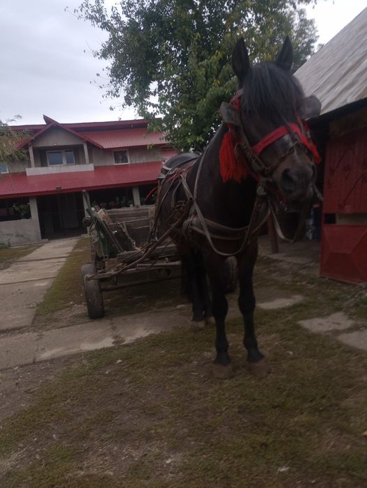 Cal de vanzare cornățel Arges