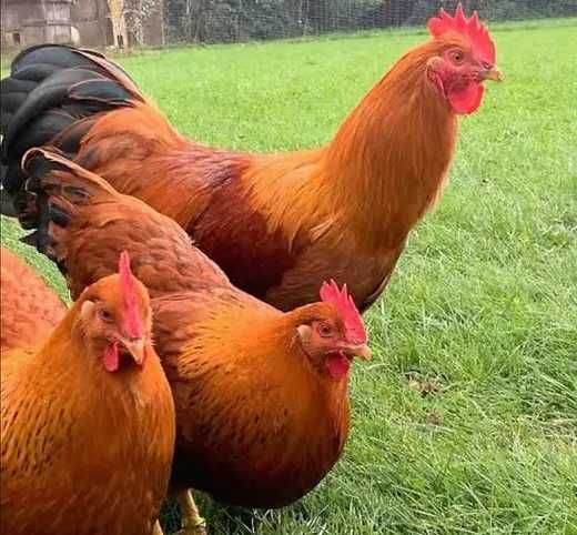 Продавам или замен.м ,за млади кокошки ,гъски ,пуйки ,зайци ,жито и др