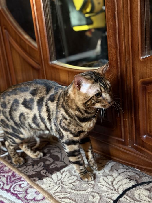 Чистокровный бенгал для вязки