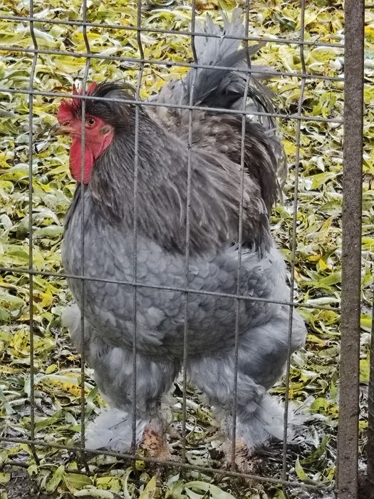 Vând  cocos uriaș cochinchina pitic