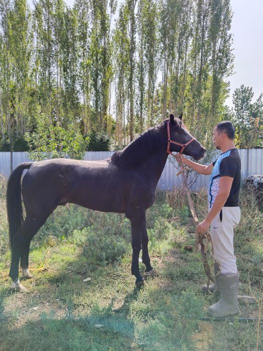 Асыл тұқымды айғыр сатылады