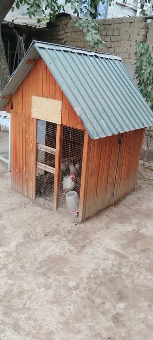 Карликовый куры продам