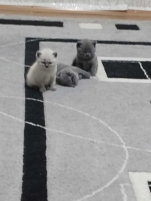 Британска късокосместа