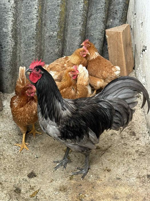 Cocoș Australorp