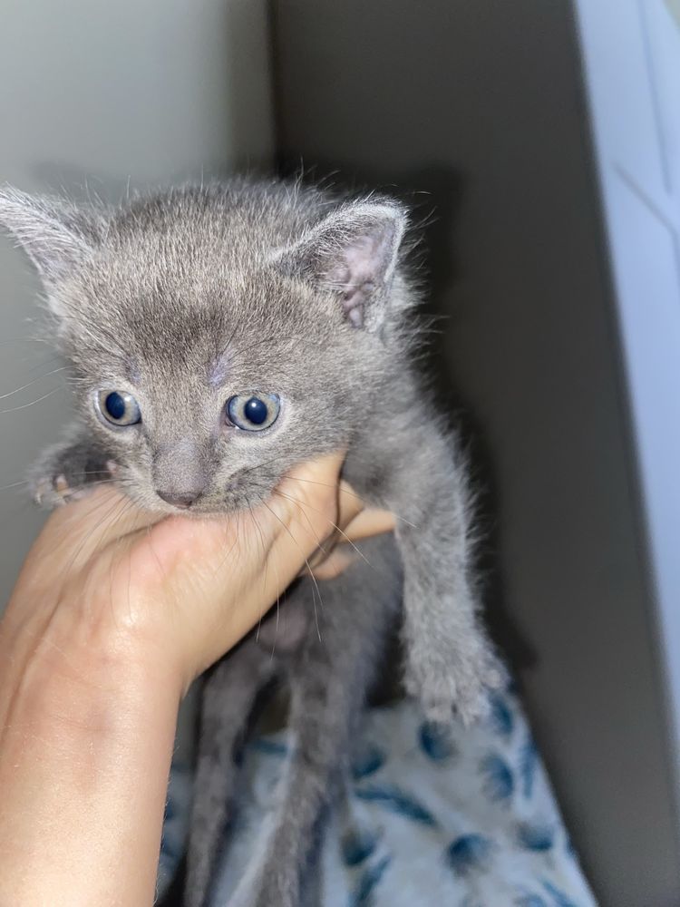 Котенок, 1,5 месяцев