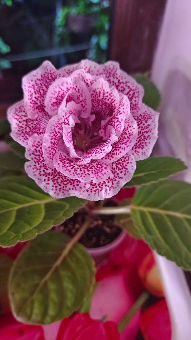 Глоксинии сеянцы