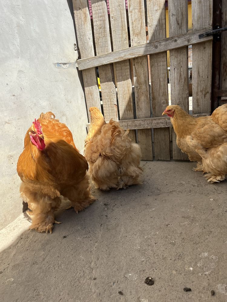 Gaini cochinchina urias pe galben  280 lei bucata