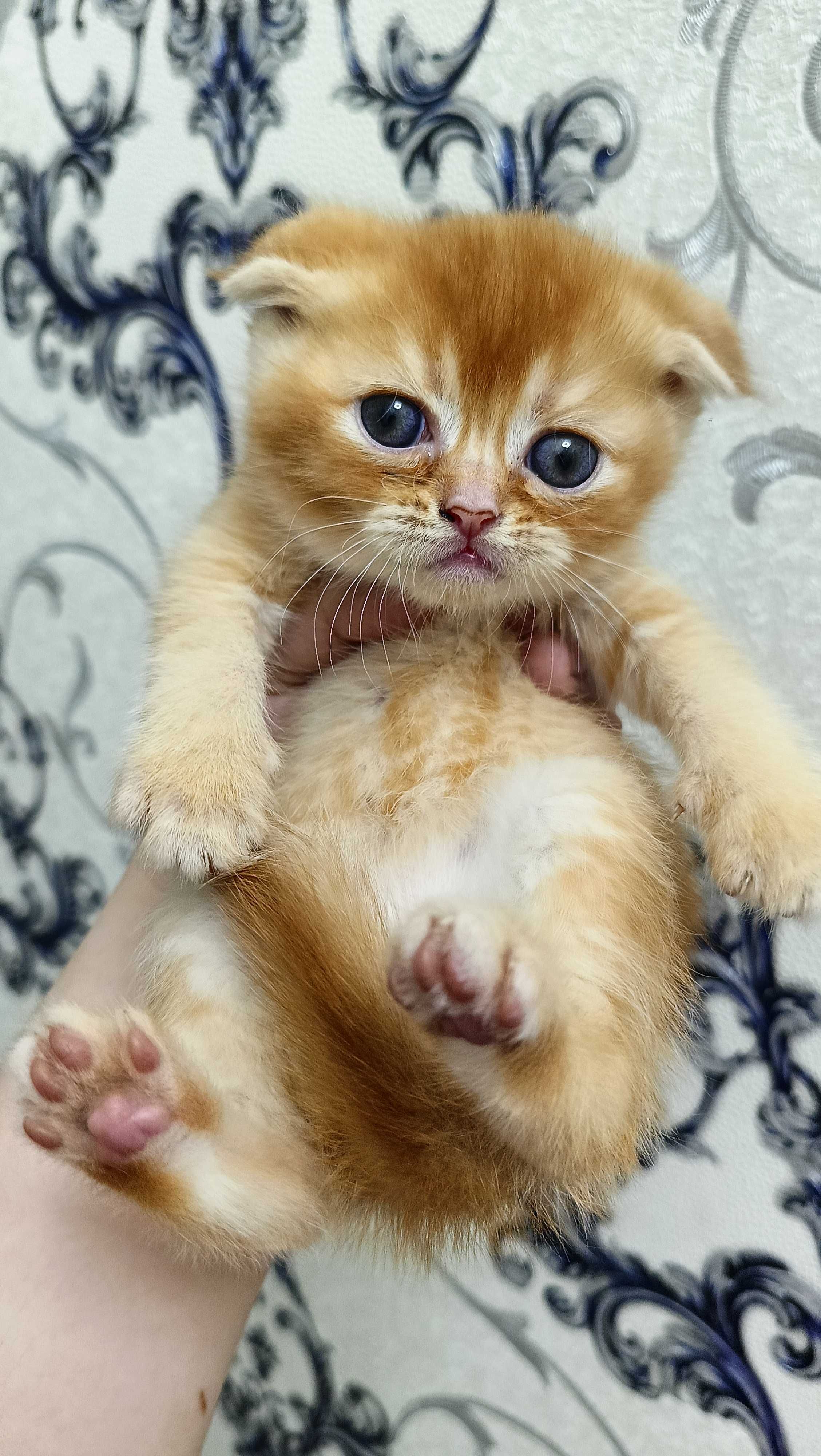 Скоттиш фолд и Скоттиш страйд котята