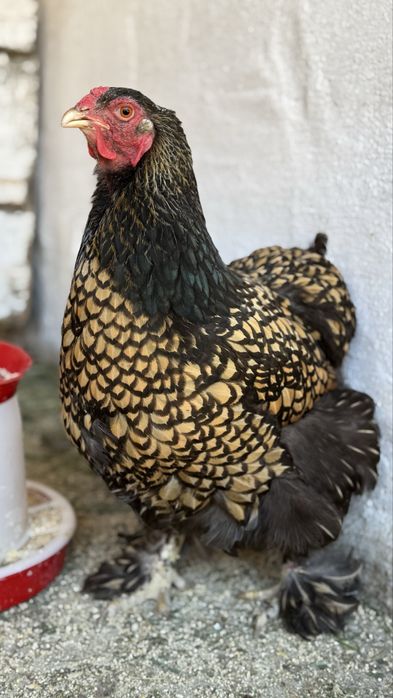 Familie brahma gold