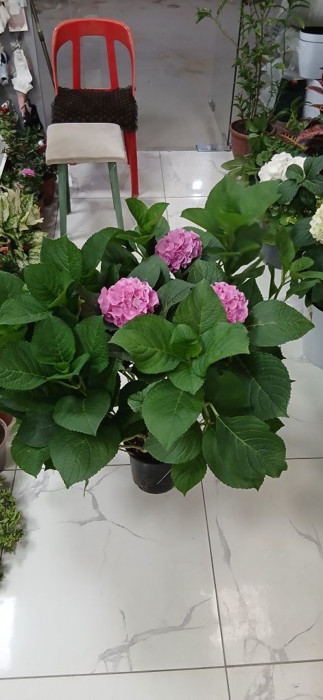 Гортензия голланская
