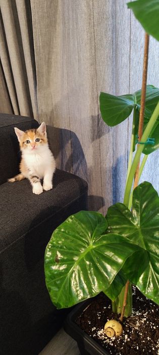 Donez pisicuta pentru adoptie