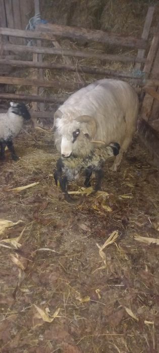 Vând două oi fătate