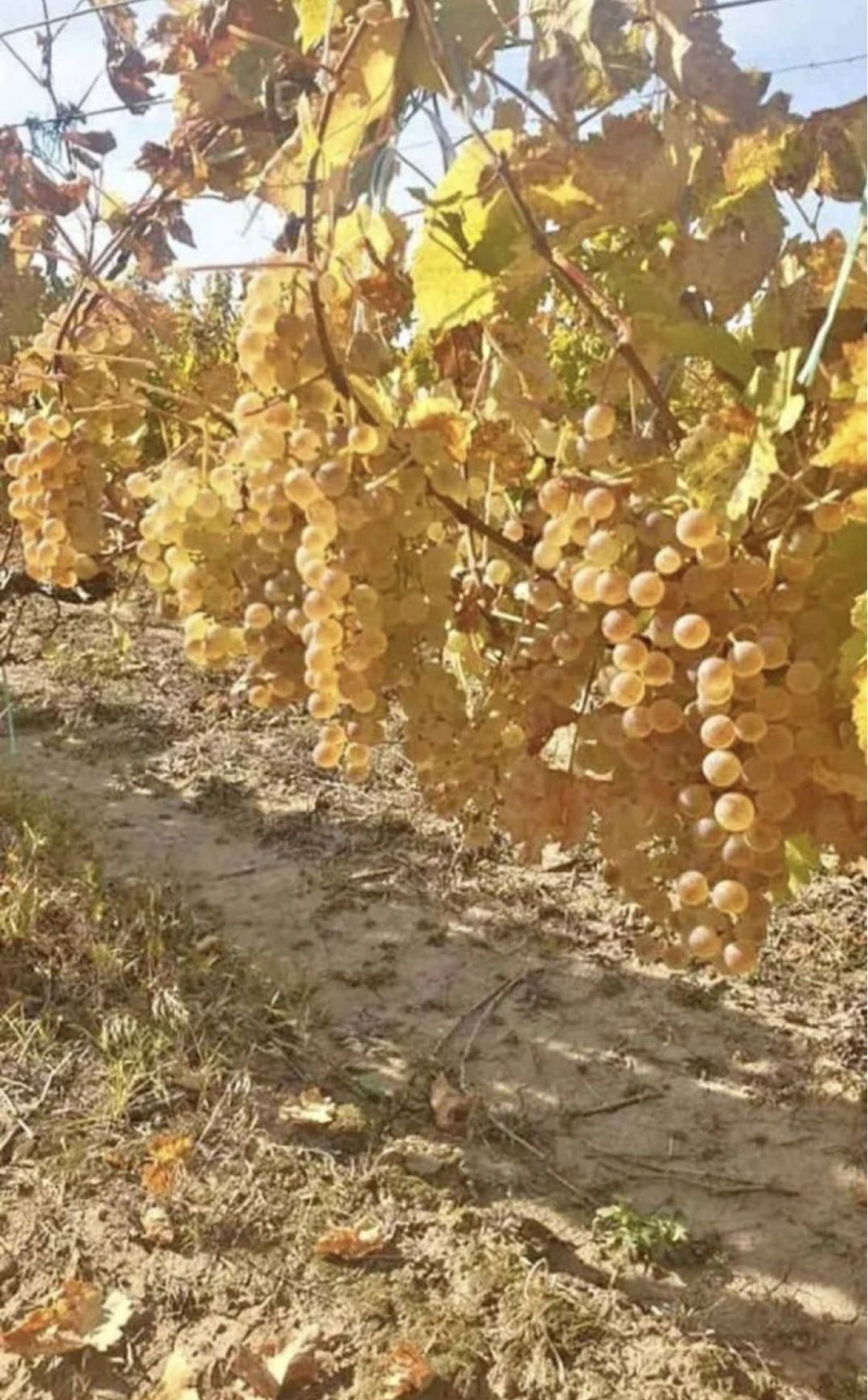 Am început recolta la struguri de vin dragi românia