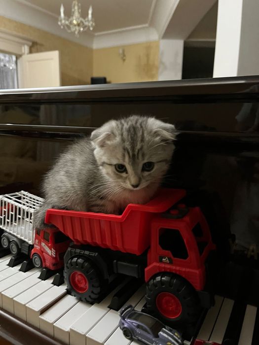 шотландская вислоухая девочка