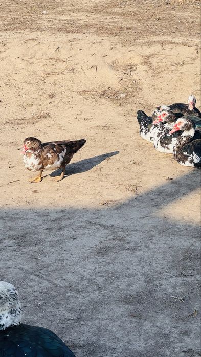 Продам индоуток молодых