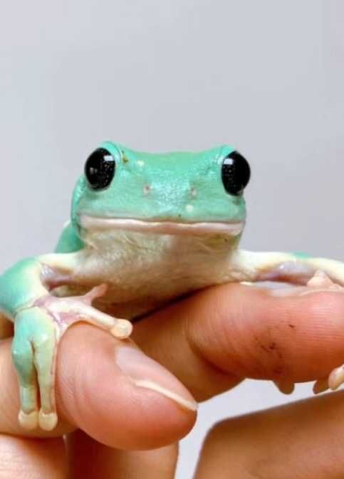 Древестная лягушка