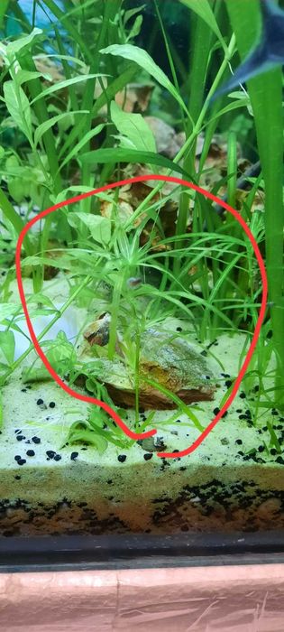 Аквариумни растения