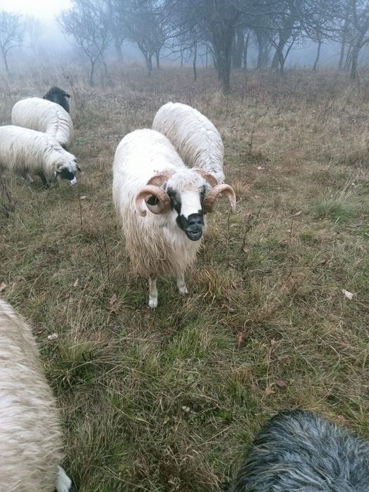 Vând berbec breaz tânăr