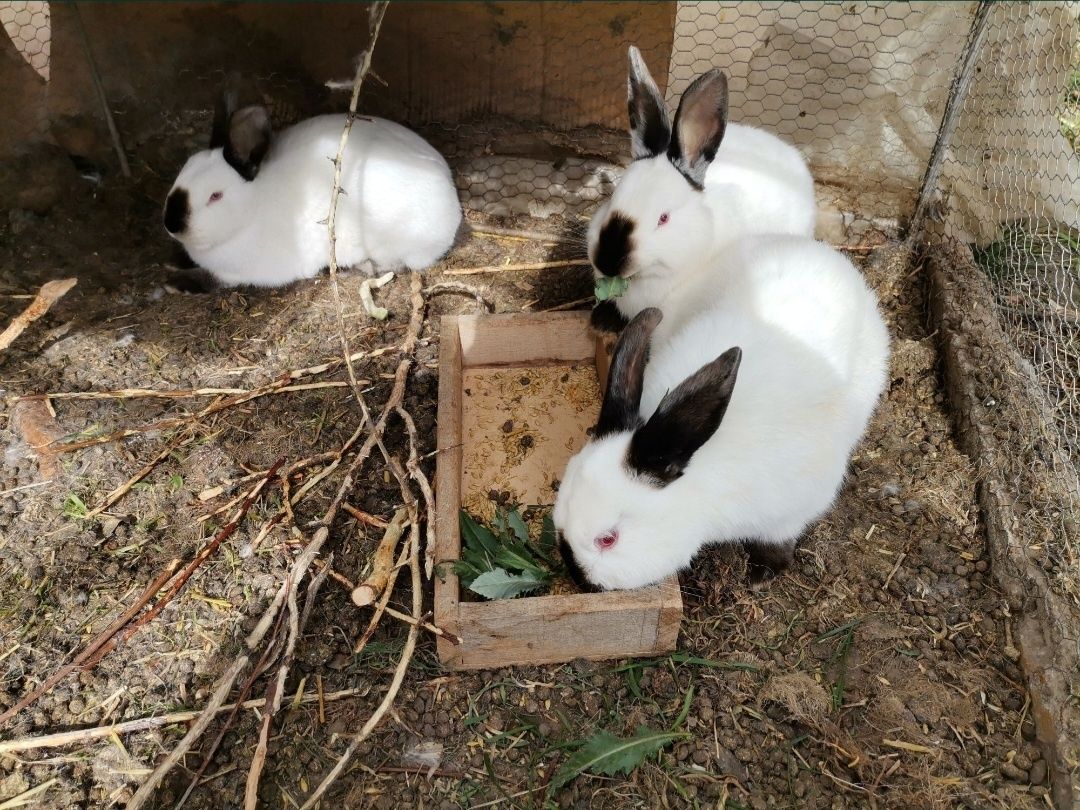 Продавам зайци различни породи: белгийски великан, калифорнийски заек