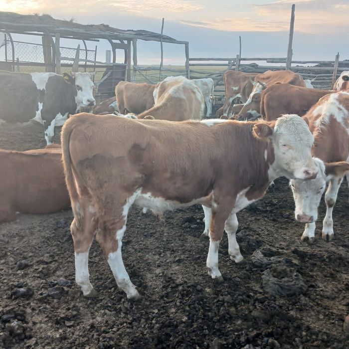 Продам бычки    .