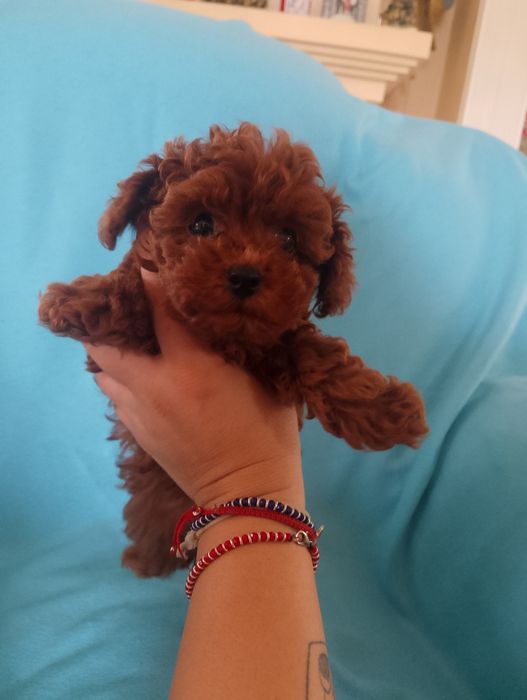 Pudel mini toy red