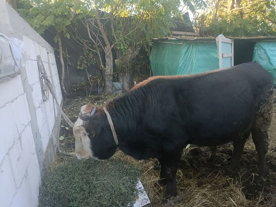 Taur  vanzare 7 luni