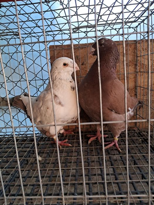 AGH,liberi se dau și la schimb