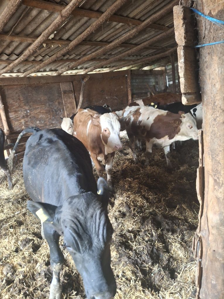 Tauri de vânzare buni