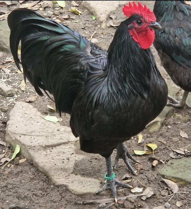 Cocoși Australop negru