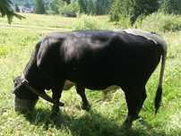 Vând Taur Angus.