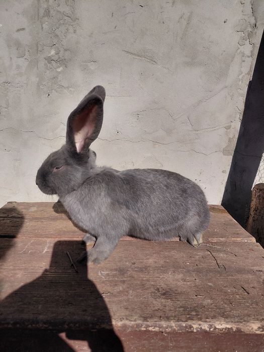 Disponibili 3 masculi fluture german 4 luni