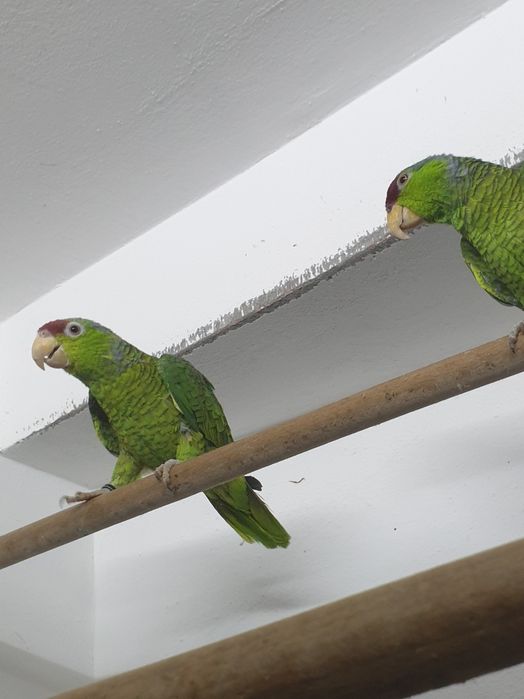 Amazon Vinci maturi caută o nouă casă