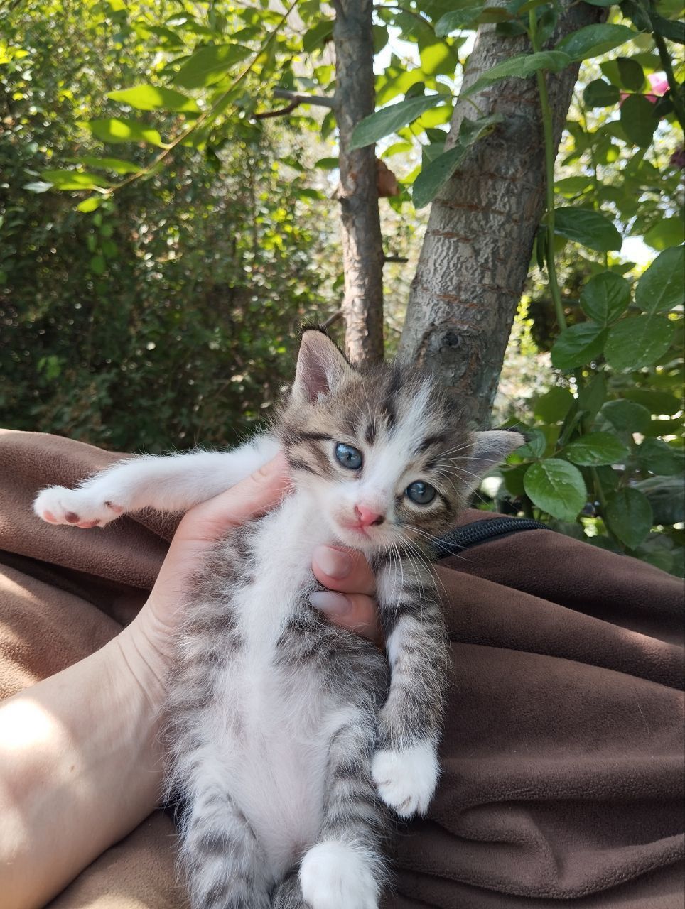 Котята отдам в добрые руки