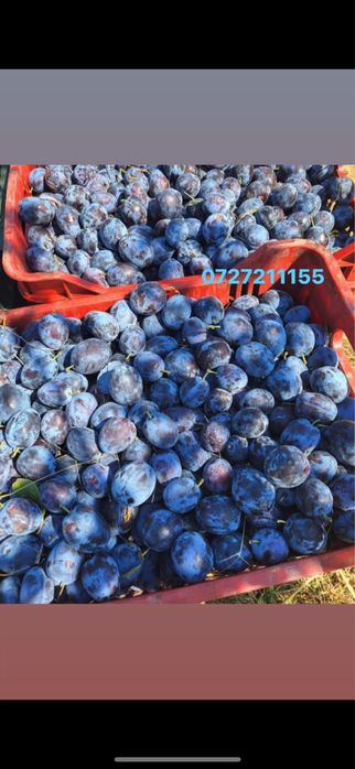 Vand prune pentru tuica palinca