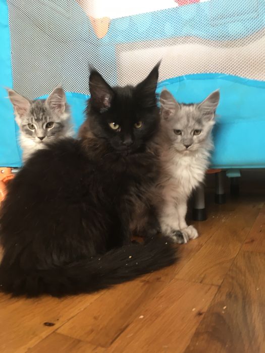 Мейн Куун (Maine Coon)