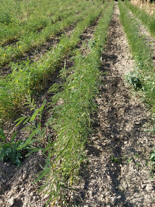 Puieți salcâm, gladiță-roscove, frasin,paltin ,arin,nuc